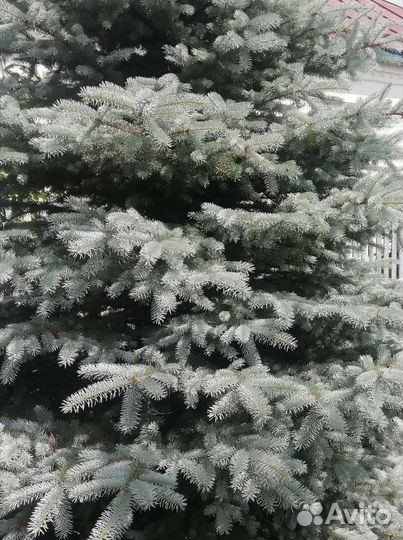 Ель голубая