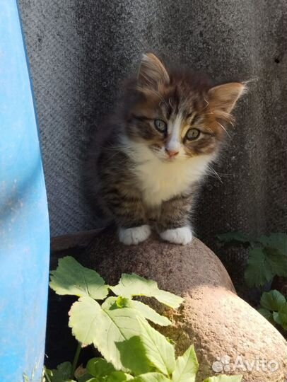 Котята сибирские