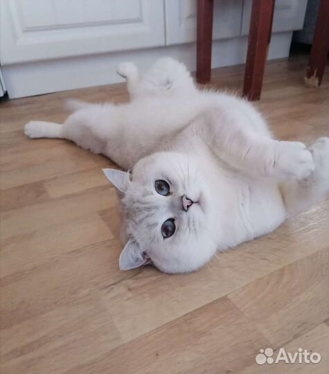 Вязка кот британская серебристая шиншилла