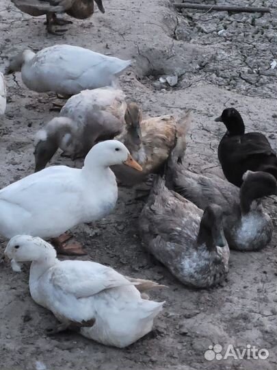 Утки хохлатые,башкирки, голубой фаворит