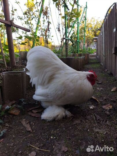 Карликовые кохинхины, Брама, Голландская, Фавероль