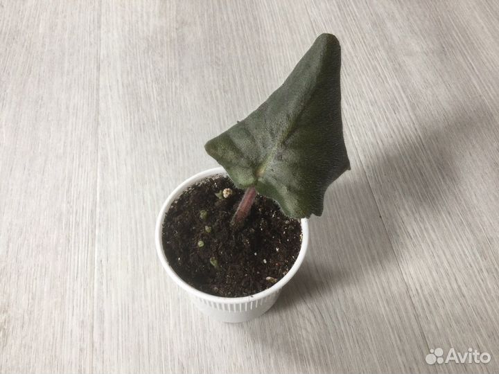 Узамбарская фиалка «Амадеус» sport