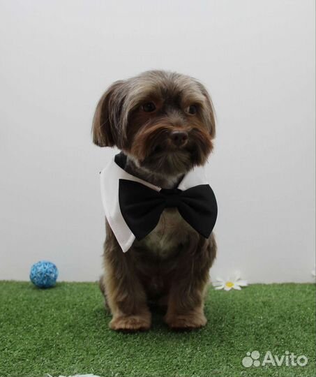 Стрижка кошек и собак. Зоосалон. Груминг