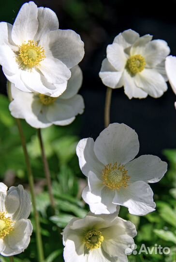 Лабазник кровохлебка роджерсия многолетники