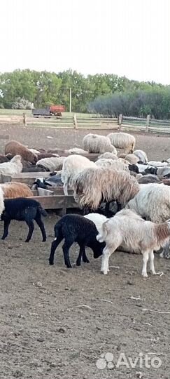 Овцы бараны