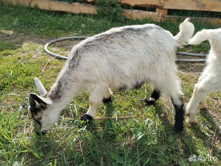 Козлята