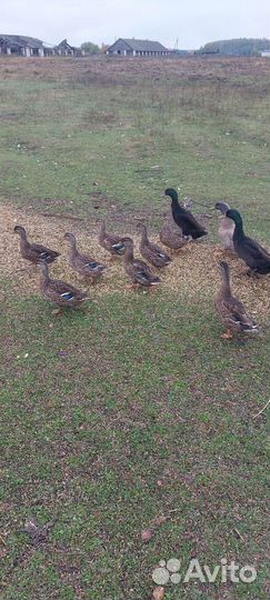 Утки дикие для охоты