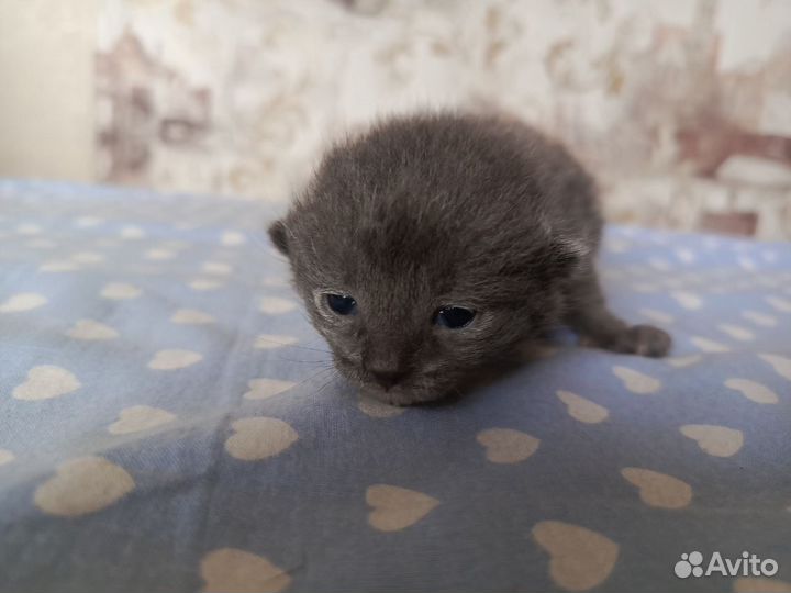 Котята в добрые руки бесплатно