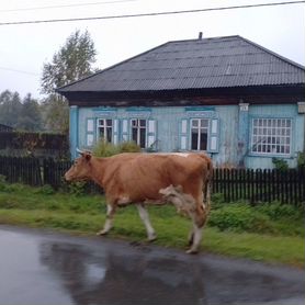 Корова стельная дойная