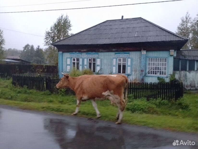 Корова стельная дойная