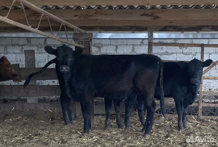 Продаются телки