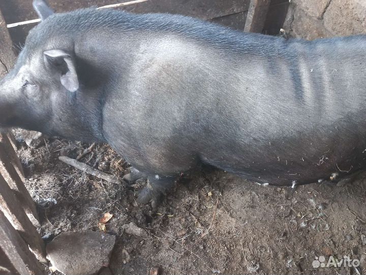 Хряк кармал