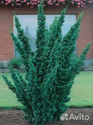 Можжевельник кустовой 