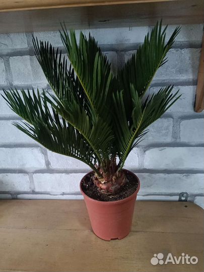 Цикас, Дипладения,криптантусы, строманта