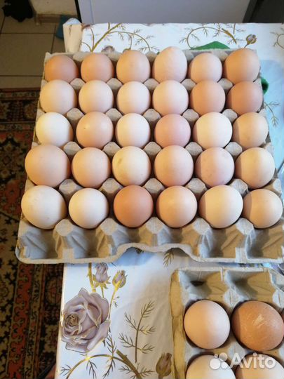 Продаю домашнее куриное яйцо