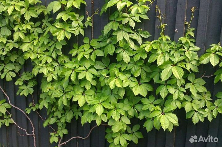 Саженцы девичий виноград