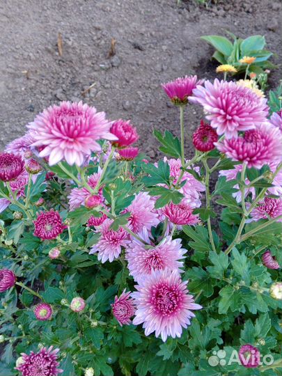 Хризантемы на срез