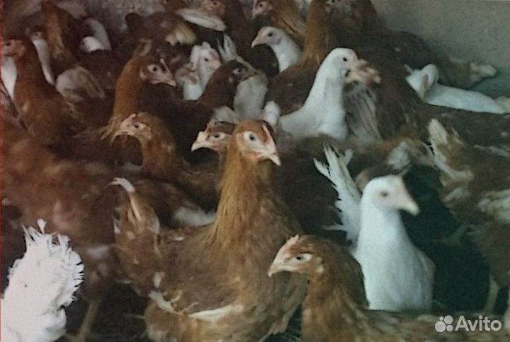 Куры несушки с доставкой до дома