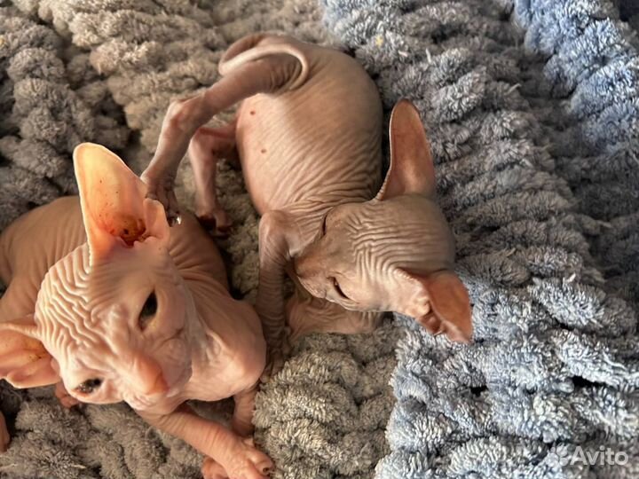Донской сфинкс котята