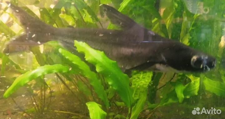 Обменяю акулу