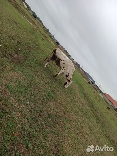 Корова дойная