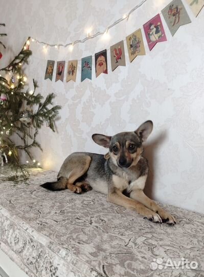 Мышка малышка