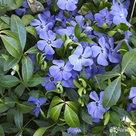 Почвопокровные вечнозелёные растения