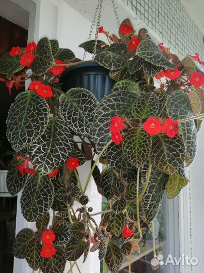 Комнатные цветы