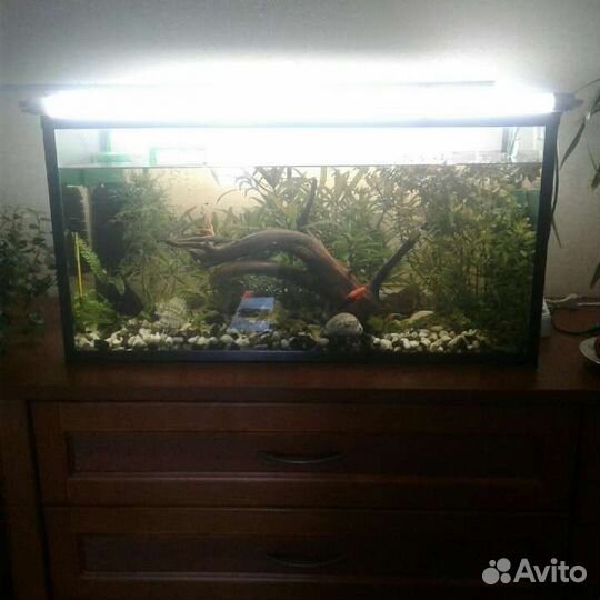 Стерилизатор в аквариум