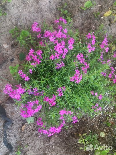 Многолетние растения