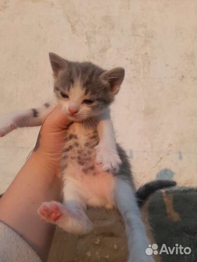 Котята в добрые руки бесплатно