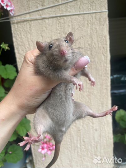 Питомник. Дамбо крысы, крысята, крыса