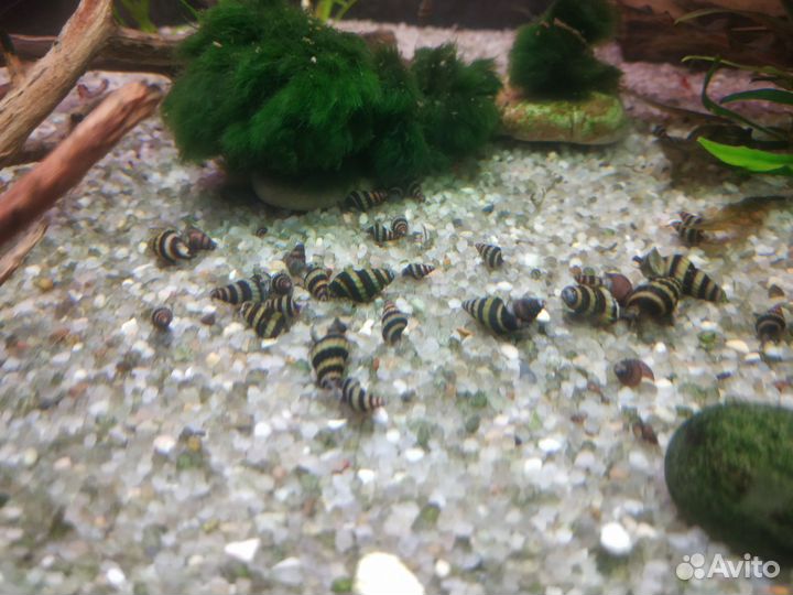 Улитка хелена