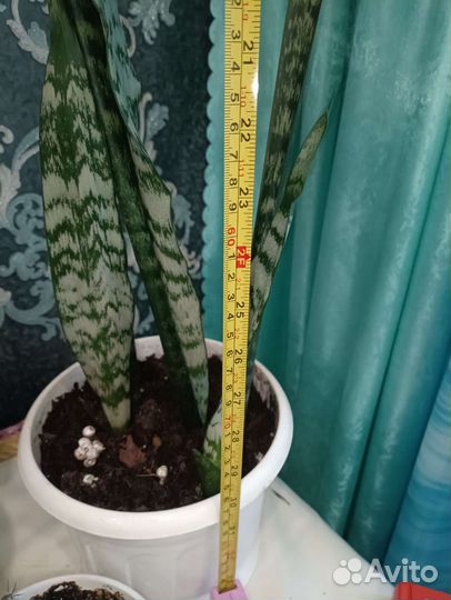 Сансевиерия