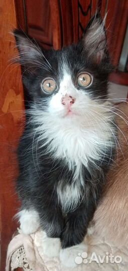 Котята бесплатно