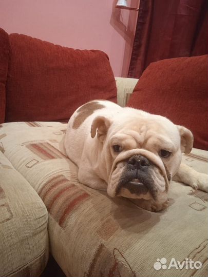 Девочка Английский Бульдог
