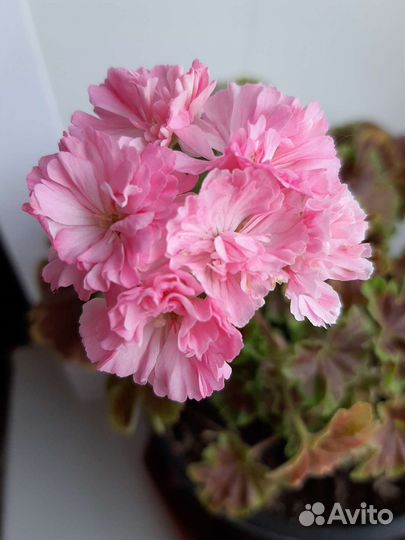 Пеларгония герань