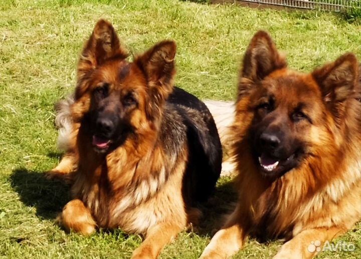 Щенки немецкой овчарки длинношерстной