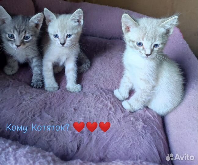 Котята