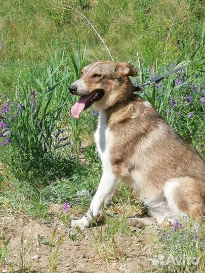 Собака Миссури