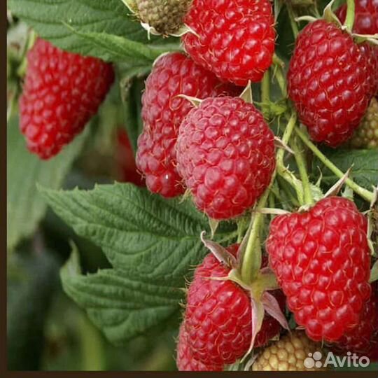 Саженцы малины