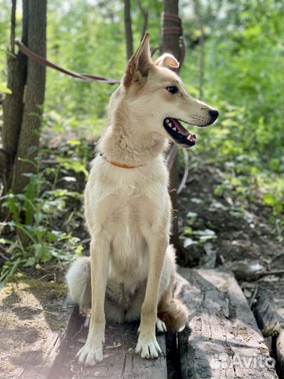 Собака Пикси в добрые руки