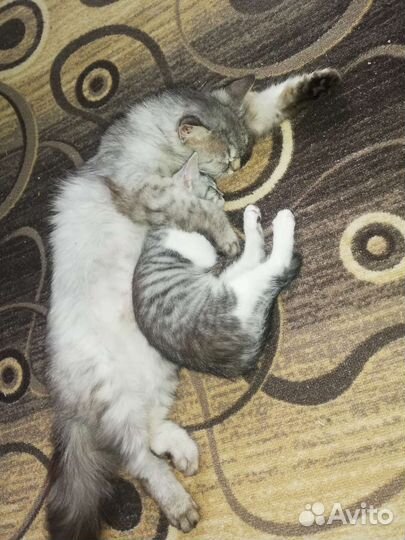 Девочка в добрые руки