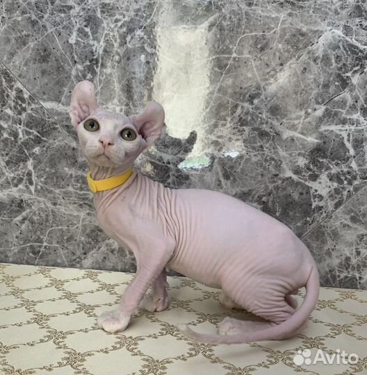 Канадский сфинкс эльф котенок