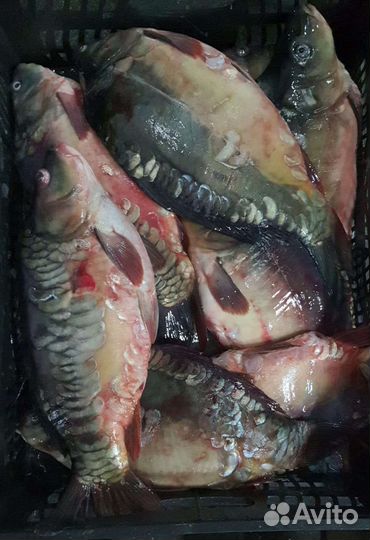 Карп зеркальный. Живая рыба