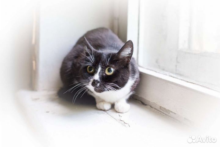 Кошка Ласка