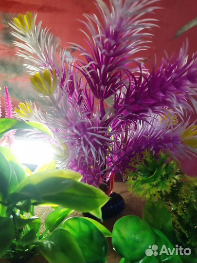 Растения для красоты аквариума