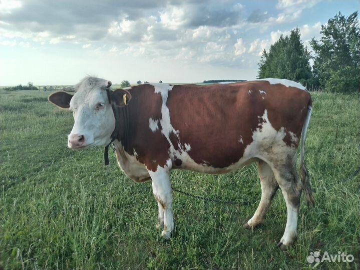 Телки стельные