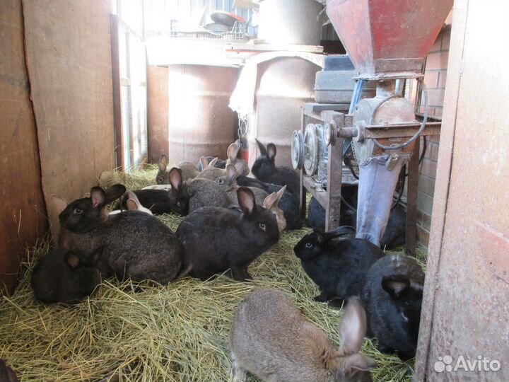 Кролики мясных пород