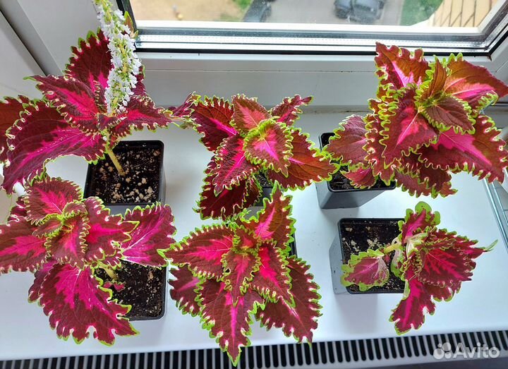 Колеус Блюма